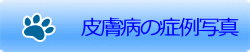 皮膚病の症例写真