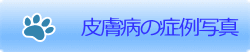 皮膚病の症例写真