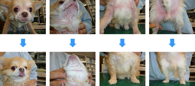 つるおか動物病院 犬猫皮膚科クリニック 皮膚病の症例写真